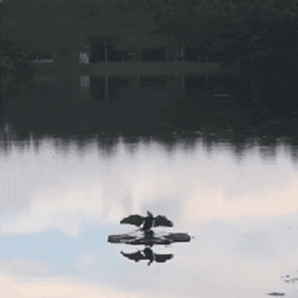 GIF_20250523_022700_684.gif