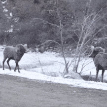 GIF_20250528_064724_670.gif